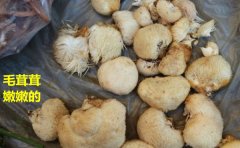 新鮮猴頭菇怎么保存最耐放
