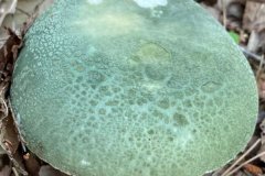 青頭菌可以真空保存嗎，吃青頭菌會加重炎癥嗎